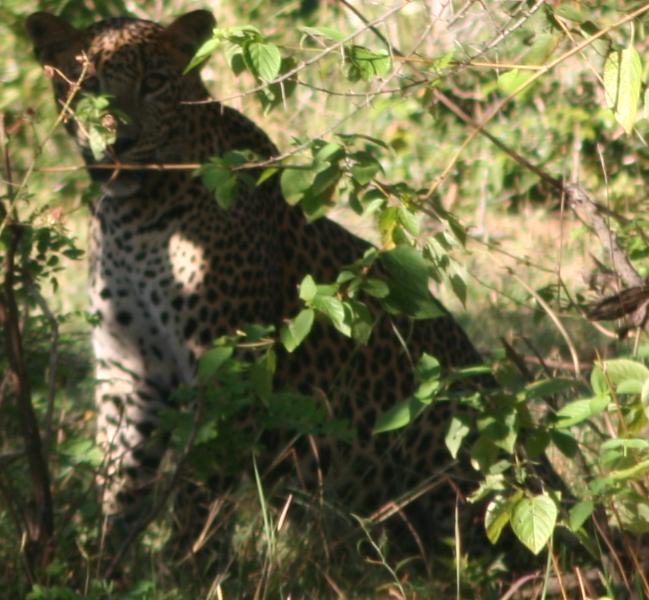 Leopard hiding behind brush